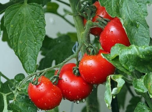 Tomato seeds